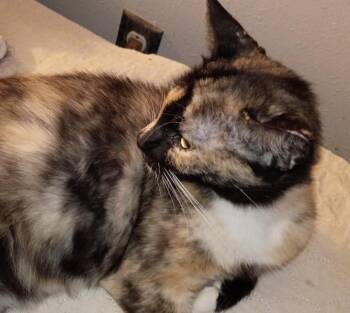 Holiday Meemaw -  Domestic Short Hair Cat for Adoption in Chandler, Arizona - Holiday Meemaw | PetCurious