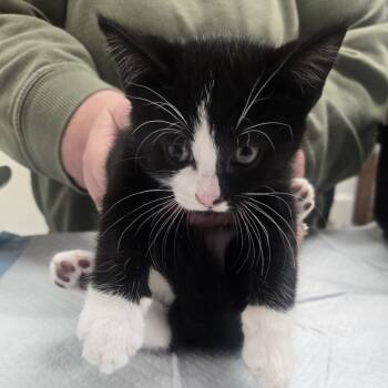 Rescue Domestic Short Hair Cats for Adoption in Ashland, Oregon - Roomba | PetCurious