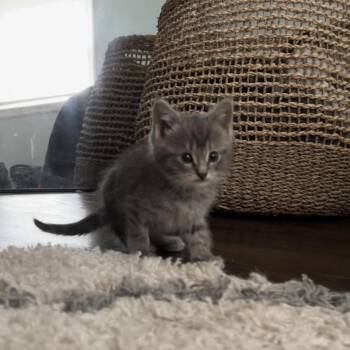 Meowth -  Domestic Short Hair Cat for Adoption in Lynchburg, Virginia - Meowth | PetCurious
