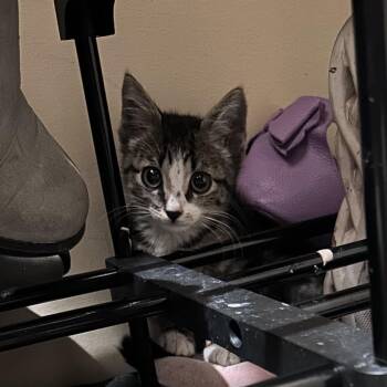 Odin -  Domestic Short Hair Cat for Adoption in Wichita, Kansas - Odin | PetCurious