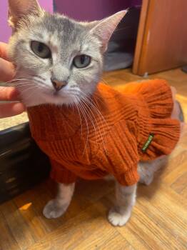 Rescue Domestic Short Hair Cats for Adoption in Boerne, Texas - No Mas | PetCurious