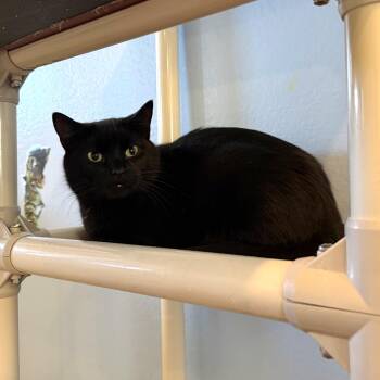 CHARCOAL -  Domestic Short Hair Cat for Adoption in La Crescent, Minnesota - CHARCOAL | PetCurious