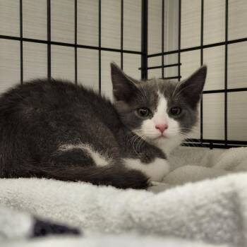 Twiggy -  Domestic Short Hair Cat for Adoption - Twiggy | PetCurious