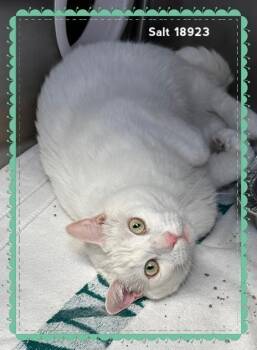 Domestic Medium Hair Cats Available for Adoption in Marietta, Georgia - SALT | PetCurious
