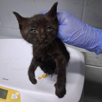 Redwood @ Azalea Square PetSmart -  Domestic Short Hair Cat for Adoption in Summerville, South Carolina - Redwood @ Azalea Square PetSmart | PetCurious