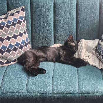 Domestic Short Hair Cats Available for Adoption in Baltimore, Maryland - Chief Furnancial Officer | PetCurious