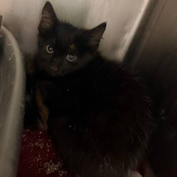 Domestic Short Hair Cats Available for Adoption in Corinth, Mississippi - Blossom | PetCurious