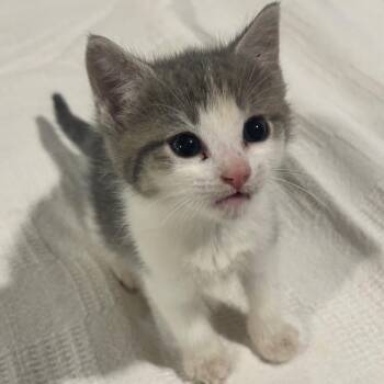 Domestic Short Hair Cats Available for Adoption in Union City, Pennsylvania - Mayhem | PetCurious