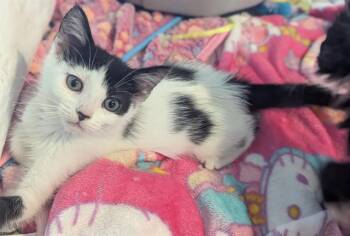 Rescue Domestic Long Hair Cats for Adoption in Tustin, California - GIDGET | PetCurious