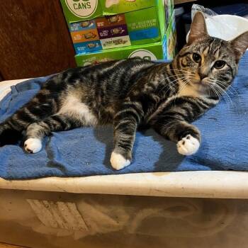 Rescue Domestic Short Hair Cats for Adoption in North Myrtle Beach, South Carolina - Unk | PetCurious