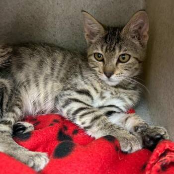 Ollo -  Domestic Short Hair Cat for Adoption in Austin, Texas - Ollo | PetCurious