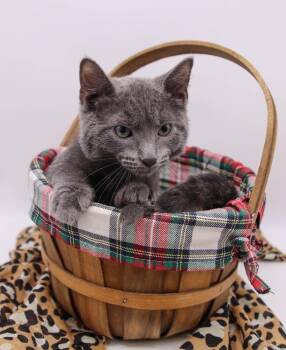Loch -  Domestic Short Hair and Russian Blue Cat for Adoption in Muskegon, Michigan - Loch | PetCurious