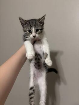 Slate -  Domestic Short Hair Cat for Adoption in Salisbury, North Carolina - Slate | PetCurious