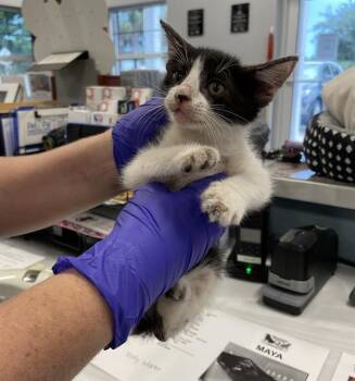 NOLA -  Domestic Short Hair Cat for Adoption in Palmetto, Florida - NOLA | PetCurious
