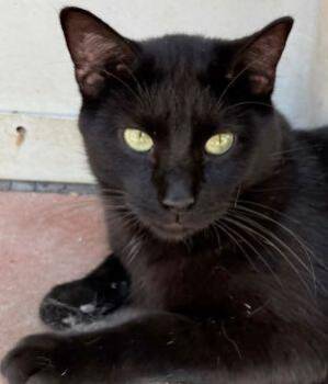 Rescue Domestic Short Hair Cats for Adoption in Newburg, Missouri - Licorice | PetCurious