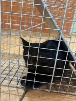 Onyx -  Domestic Short Hair Cat for Adoption in Longmont, Colorado - Onyx | PetCurious