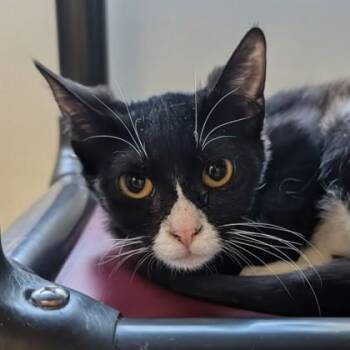 Domestic Short Hair Cats Available for Adoption in Dubuque, Iowa - Nike | PetCurious