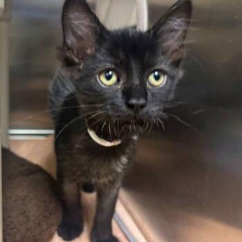 Dusky -  Domestic Medium Hair Cat for Adoption in Walnut Creek, California - Dusky | PetCurious