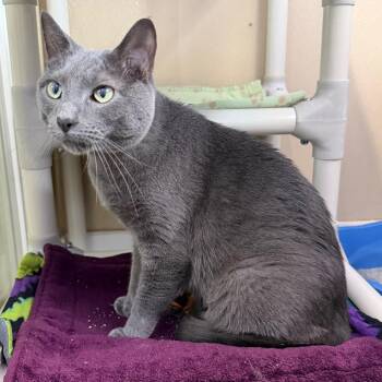 Domestic Short Hair Cats Available for Adoption in Mankato, Minnesota - Henry Alchor | PetCurious
