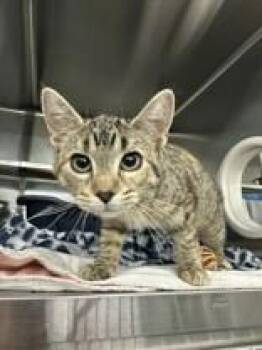 Serphina -  Domestic Short Hair Cat for Adoption in Manitowoc, Wisconsin - Serphina | PetCurious