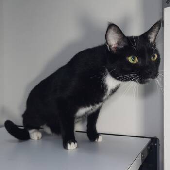 Smitty Manassas -  Domestic Short Hair Cat for Adoption in Merrifield, Virginia - Smitty Manassas | PetCurious