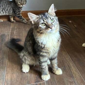 Elliot -  Domestic Medium Hair Cat for Adoption in Carmel, Indiana - Elliot | PetCurious