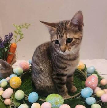 Tabby Cats Available for Adoption - Blanche | PetCurious