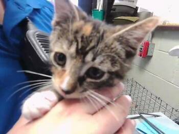 ISABELLA -  Domestic Short Hair Cat for Adoption in Tulsa, Oklahoma - ISABELLA | PetCurious