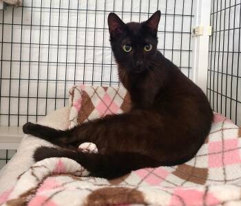 Domestic Short Hair Cats Available for Adoption in Kirkland, Washington - Risk | PetCurious