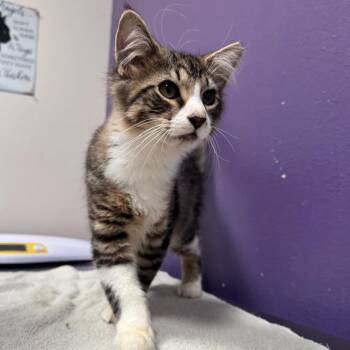 Nimbus -  Domestic Medium Hair Cat for Adoption in Englewood, Florida - Nimbus | PetCurious