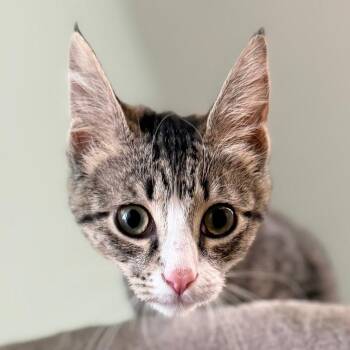 Charlie -  Domestic Short Hair Cat for Adoption in Pittsford, Vermont - Charlie | PetCurious
