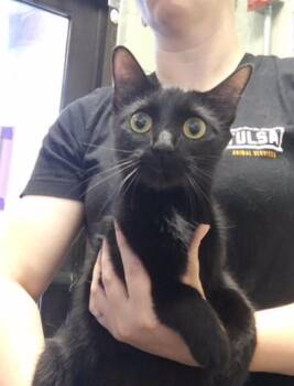 DIAMOND -  Domestic Short Hair Cat for Adoption in Tulsa, Oklahoma - DIAMOND | PetCurious