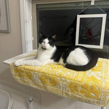 Stanley -  Domestic Short Hair Cat for Adoption in Raleigh, North Carolina - Stanley | PetCurious