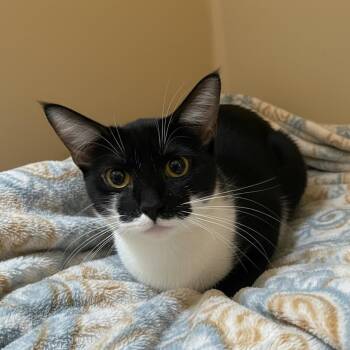 Domestic Short Hair Cats Available for Adoption - Thunder | PetCurious