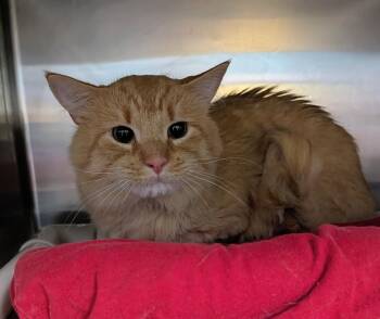Domestic Medium Hair Cats Available for Adoption in Trenton, New Jersey - Garfield | PetCurious