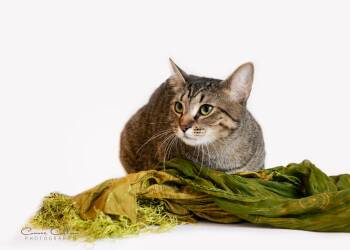 Olivia -  Domestic Short Hair Cat for Adoption in Birmingham, Alabama - Olivia | PetCurious