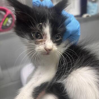 Melody -  Domestic Medium Hair Cat for Adoption in Summerville, South Carolina - Melody | PetCurious
