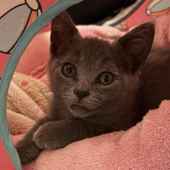 Mouse -  Domestic Short Hair Cat for Adoption in Hawthorne, California - Mouse | PetCurious