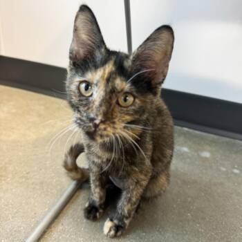 Low Battery -  Domestic Short Hair Cat for Adoption in Fort Wayne, Indiana - Low Battery | PetCurious