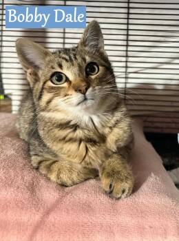 Domestic Short Hair Cats Available for Adoption - Bobby Dale | PetCurious