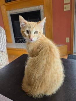 Tequila Sunrise -  Domestic Medium Hair Cat for Adoption in Lincoln, Nebraska - Tequila Sunrise | PetCurious
