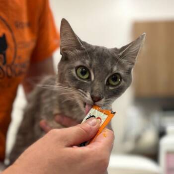 Tamagotchi -  Domestic Medium Hair Cat for Adoption in Nashville, Indiana - Tamagotchi | PetCurious