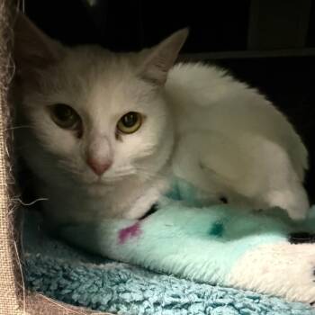 Rescue Domestic Short Hair Cats for Adoption in Lake Panasoffkee, Florida - Dutchess | PetCurious