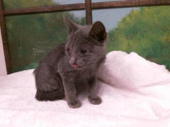 SAMMY -  Domestic Short Hair Cat for Adoption in Houston, Texas - SAMMY | PetCurious