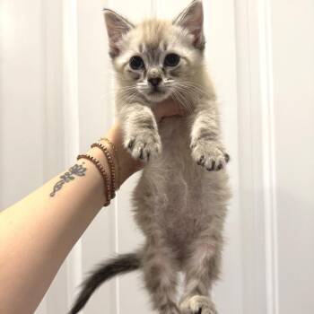 Michelob -  Siamese Cat for Adoption in Chattanooga, Tennessee - Michelob | PetCurious