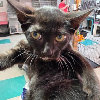 Wednesday -  Domestic Short Hair Cat for Adoption in Leander, Texas - Wednesday | PetCurious