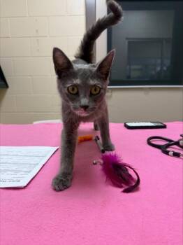 Cherry pie -  Domestic Short Hair Cat for Adoption in Westland, Michigan - Cherry Pie | PetCurious