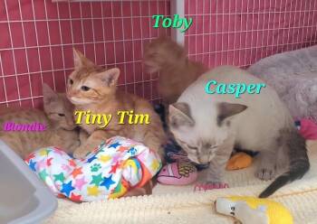 Tiny Tim -  Domestic Short Hair Cat for Adoption in Diamond Springs, California - Tiny Tim | PetCurious