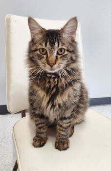 Rescue Domestic Medium Hair and Tabby Cats for Adoption in Montello, Wisconsin - Jethro | PetCurious