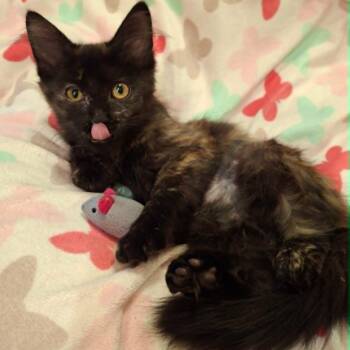 Starfish (In Foster) -  Domestic Medium Hair Cat for Adoption in Watertown, Wisconsin - Starfish (In Foster) | PetCurious